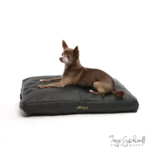 Cuscino DOGIUS - S - 40 cm x 60 cm - Nero