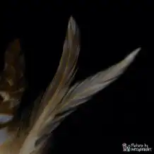 LIONSLIKE Katzenspielzeug - Bällchen - Kaninchenfell mit Hahnfedern