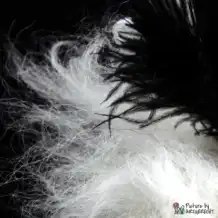 LIONSLIKE Jouets pour chats - Boules - Peau de mouton avec plumes d'autruche