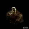 LIONSLIKE Pendentif de pêche pour canne à pêche en action "Flex" - boule de poils