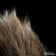 lionslike jouet pour chat coussin hochet en peau de mouton
