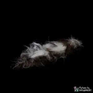 LIONSLIKE Jouets pour chats - Mouton câlin - env. 10-15 cm