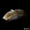 LIONSLIKE Moving cat toy - Mr. Riddle - rabbit fur