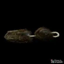 LIONSLIKE Pendant - Wedel - S