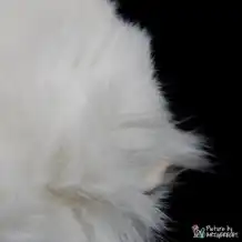 LIONSLIKE Katzenspielzeug - Zwitscherkissen aus Kaninchenfell