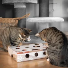 CanadianCat MAGICBOX Intelligenzspielzeug