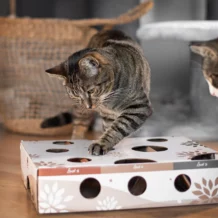 CanadianCat MAGICBOX Intelligenzspielzeug