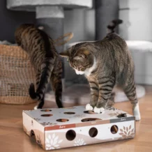 CanadianCat MAGICBOX Intelligenzspielzeug