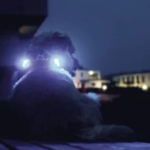 curli luumi - LED lights - Blue