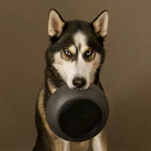 DISTRICT 70 BAMBOO - dog bowl - S - DM 14 cm - 570 ml - Dark Grey