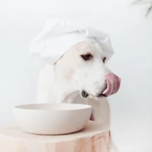 DISTRICT 70 BAMBOO - dog bowl - S - DM 14 cm - 570 ml - Merengue