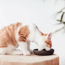 DISTRICT 70 BAMBOO - cat bowl - Dark Grey