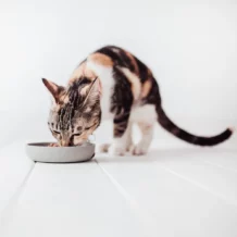 DISTRICT 70 BAMBOO - cat bowl - Ice Blue