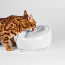 Lucky-Kitty ceramic drinking fountain - gray
