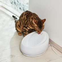 Lucky-Kitty ceramic drinking fountain - gray