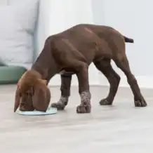 TRiXiE Junior licking plate - 15 cm