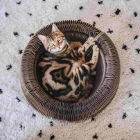 DISTRICT 70 MAZE - Faltbares Katzenbett aus Karton