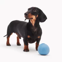 Beco Wobble Ball - Blu