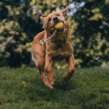 Beco Slinger Ball - Gelb