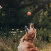 Palla Beco Fetch - Arancione