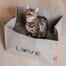 CanadianCat Winnipeg letto per gatti in carta lavabile
