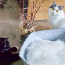 Cestino per gatti CanadianCat "Zoey" - Grigio chiaro