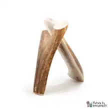 Deer antlers - 2 pieces halved - M