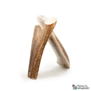 Deer antlers - 2 pieces halved - M