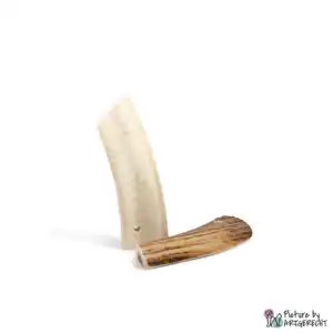 Deer antlers - 2 pieces halved - S