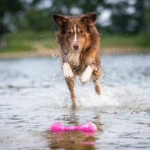 WOLTERS Dog Fun Gym - Flottant - Rose