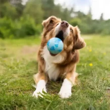 WOLTERS Dog Fun Ball - Saut & Flottaison - M - Vert