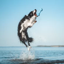WOLTERS Dog Fun Gym - Flottant - Bleu
