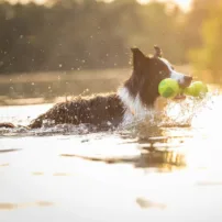 Palestra per cani WOLTERS - Galleggiante - Verde