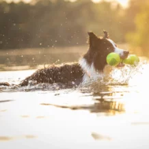 WOLTERS Dog Fun Gym - Flottant - Vert