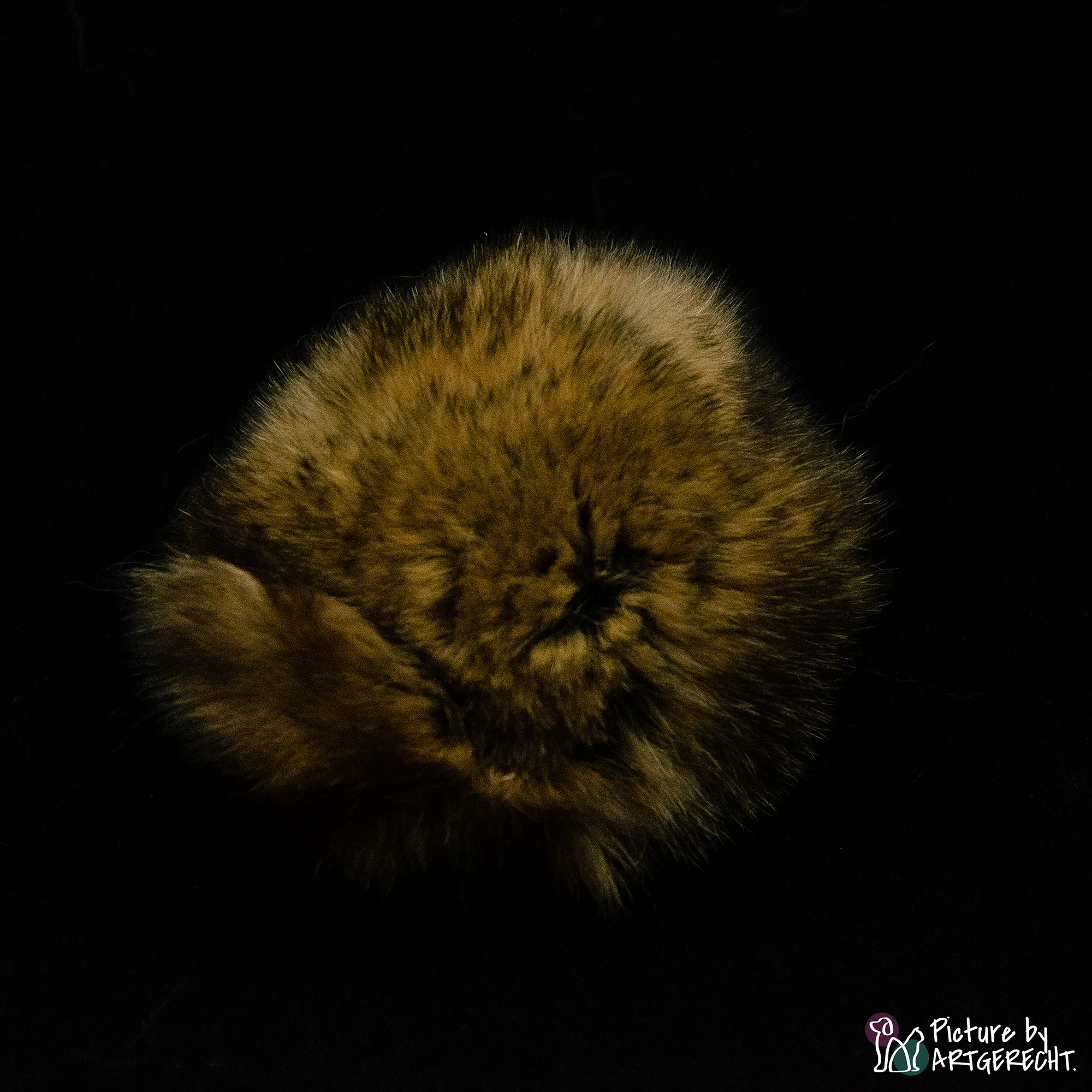 Gioco per gatti LIONSLIKE - Palline Edelrex