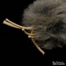 LIONSLIKE Jouets pour chats - Bois à mâcher avec peau de lapin