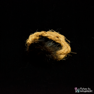 LIONSLIKE cat toy - coconut ring muskrat