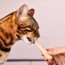Lucky-Kitty Filet-Sticks - 4 pièces - Poulet