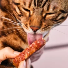 Lucky-Kitty Filet-Sticks - 4 Stück - Kaninchen