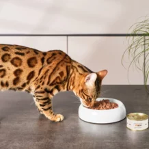 Lucky-Kitty souris - 100 g