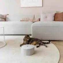 DISTRETTO 70 SENSE - Fontana in ceramica - Merengue