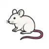 Lucky-Kitty Maus - 100 g